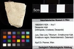 Foto (Objket + Etiketten) von Goniodromitidae indet. 